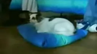 Sunku bandė ir Pakliuvom Mergina Oslas