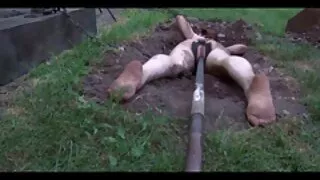 Patrauklios kaimynas įrėminti juoda gaidys